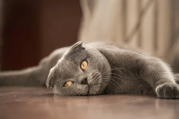 Kot Leży Podłodze Patrzy Kamerę — Zdjęcie stockowe