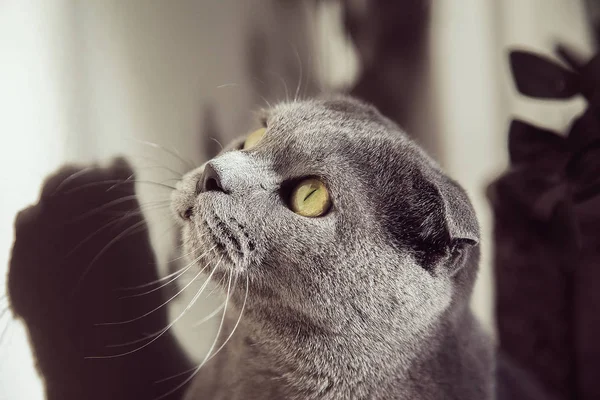 Katt Profil Tittar Sidan — Stockfoto