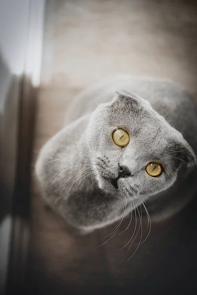 Kot Zaskoczony Patrzy Kamerę — Zdjęcie stockowe