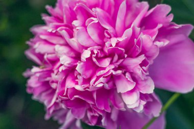 Pembe peonies bahçede. Pembe peony çiçek açan.