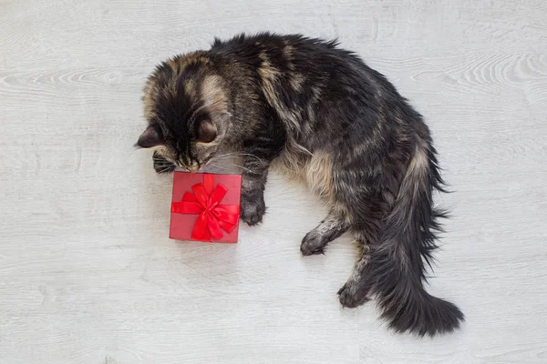 Gato con caja de regalo —  Fotos de Stock