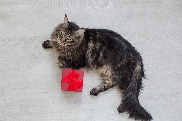 Gato en el suelo con un regalo —  Fotos de Stock