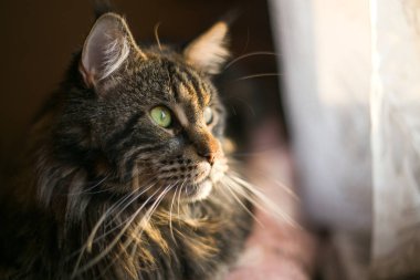 Kedi pencereden dışarı bakar.