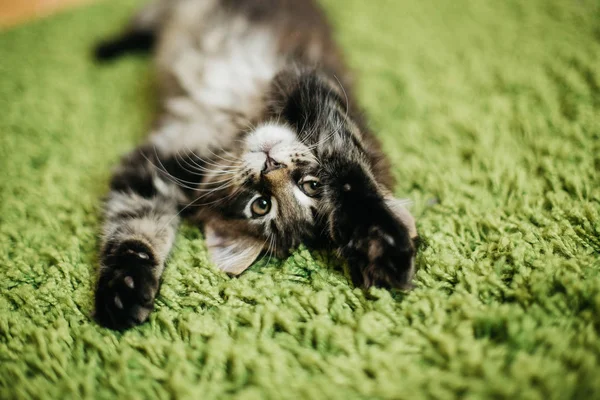 Hermoso Maine Coon —  Fotos de Stock