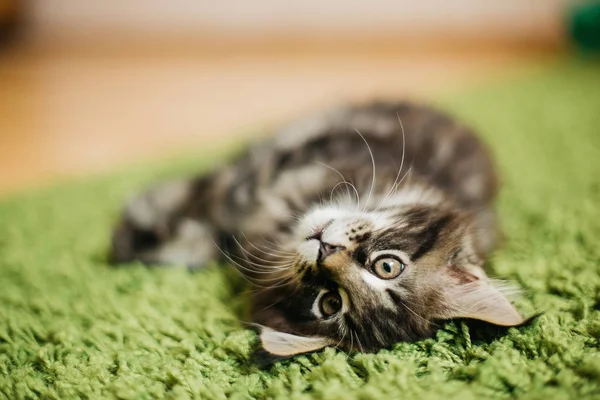 Un hermoso gatito de Maine yace en la alfombra —  Fotos de Stock