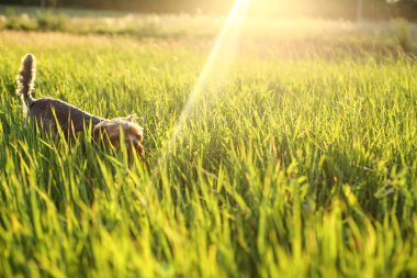 Bir köpek alanın karşısındaki çalışır