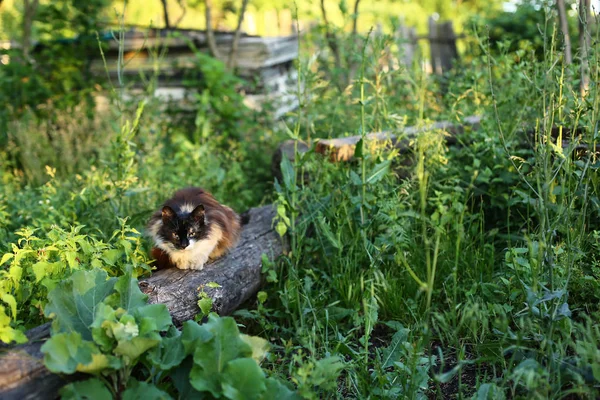 Um gato senta-se em um tronco — Fotografia de Stock