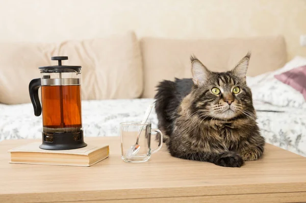 舒适的房子 桌上有一壶水壶和一只附近的猫 — 图库照片