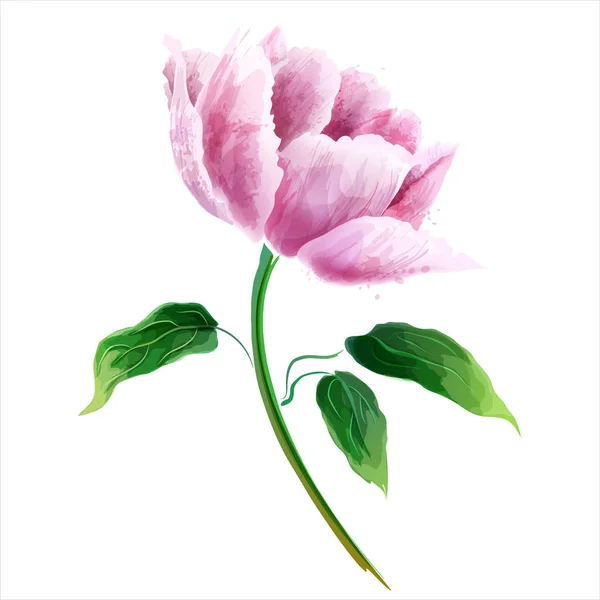 Fiore di peonia rosa. Ramo fiorito isolato su sfondo bianco — Vettoriale Stock