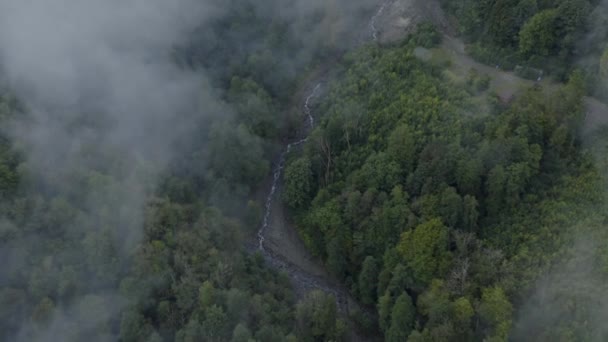 Vue aérienne forêt brumeuse et ruisseau dans la gorge 