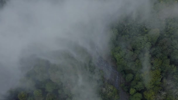 nuages au-dessus de forêt verte. vue de dessus du drone 