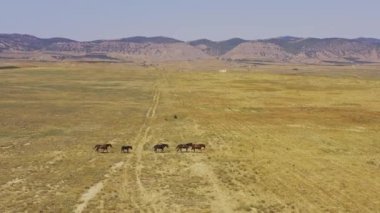 Aerial fly around wild horses are on a dry field, the mountains in a background