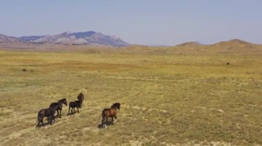 Aerial view wild horses gallop through a dry field in the mountains