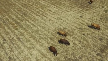 Aerial view cows grazing on empty dry field