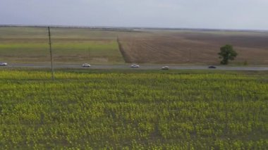 Aerial view road near sunflowers field