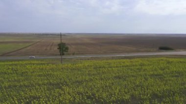 Aerial viewt car goes on the road near the field of sunflowers