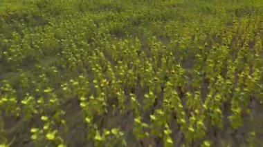 Aerial view large field of sunflowers