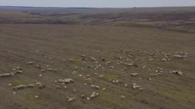 herd of Sheeps pasture on the dry field. Aerial view, fly around