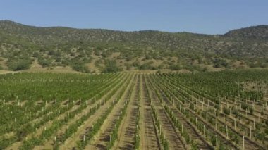 Tepeli hava manzaralı üzüm bağları