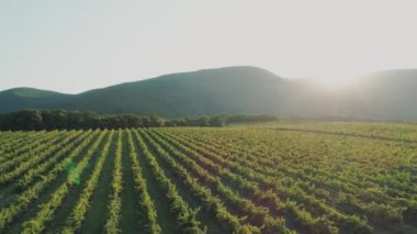 Gün batımında hava manzaralı üzüm bağları
