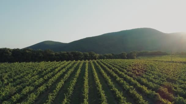 Vol aérien au-dessus des vignobles. Lentille étonnante éclat de soleil en tir 