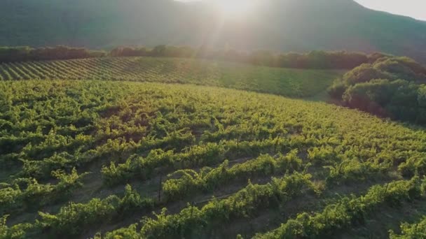 Vue sur les vignobles en montagne par des drones 