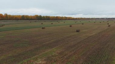Bir tarlada saman yuvarlanan saman balyalarının akşam manzarası