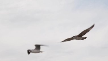 Martılar kameranın yanında havada süzülüyor.