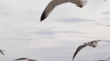 Gökyüzünde uçan bir martı sürüsü. Yakın çekim