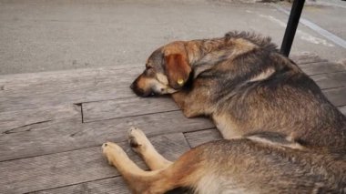 Kulağında çip olan evsiz bir köpek sokakta uyuyor.