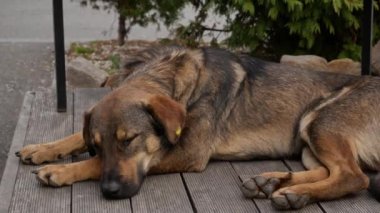 Evsiz bir köpek sokakta uyuyor.