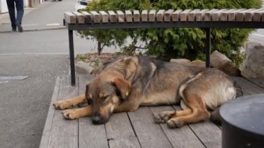 Evsiz, üzgün bir köpek sokakta bir bankın yanında yatıyor.