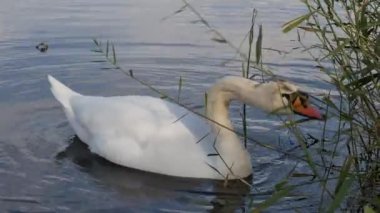 Beyaz Kuğu kıyıda ot yiyor.