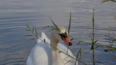 Beyaz Kuğu kıyıya yakın otları yiyor. Yakın çekim