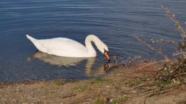 Kıyıya yakın bir gölde beyaz Kuğu içme suyu