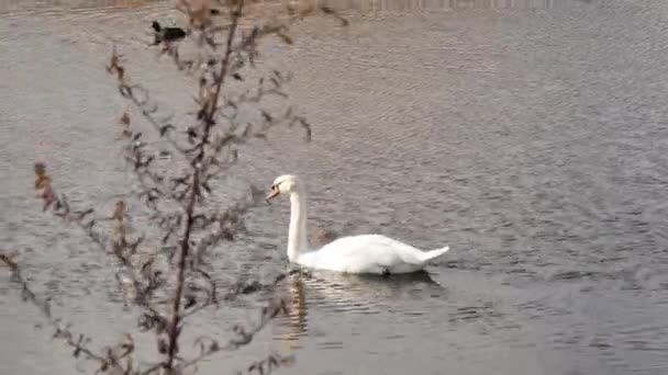 Weißer Schwan schwimmt im Teich