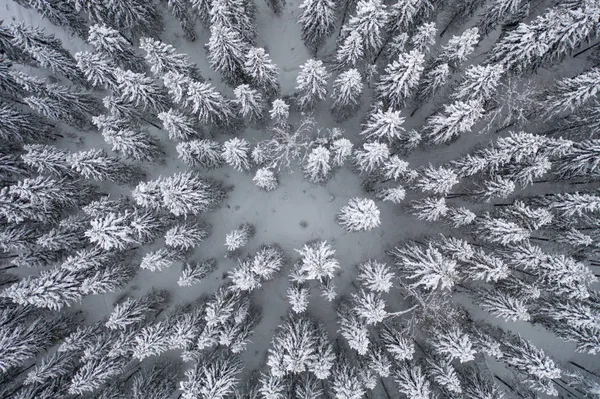 Çam ağaçlarıyla kaplı, havadan aşağıya doğru.. 