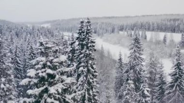 Aerial view flying a drone between snow-covered Christmas trees