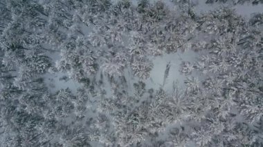 Aerial top view pine forest covered with snow.