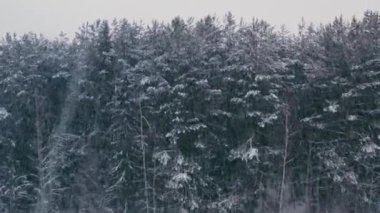 Ormanda yoğun kar yağışı var.