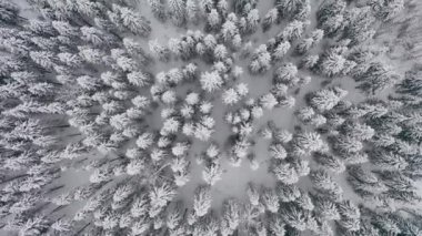 Karla kaplı kozalaklı bir ormanın üzerinde uçan hava manzarası