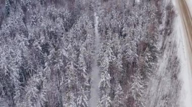 Hava manzaralı kros kayakçısı karlı bir ormanda bir pistte yuvarlanıyor.