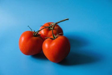 Mavi arka planda üç domates dalı, taze sebzeler.