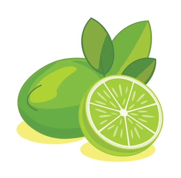 Lime frukt. Vektorillustration. — Stockfoto