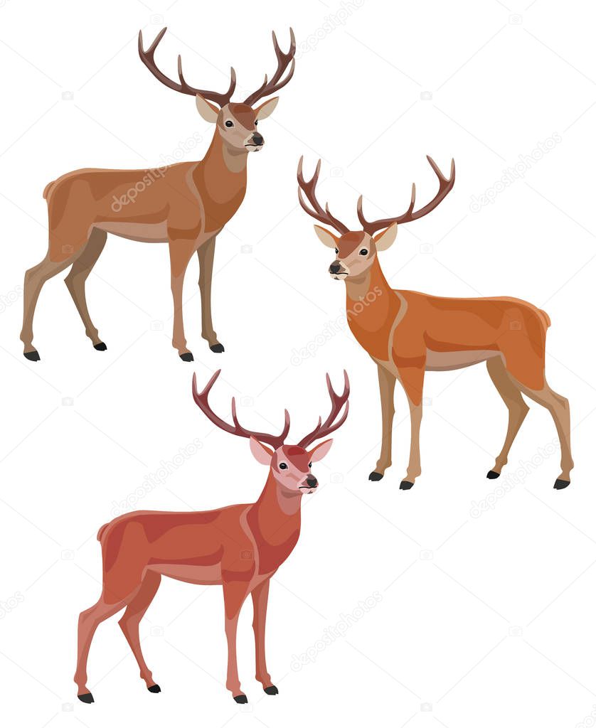 Set of deers. Color variants. Vector illustration.
