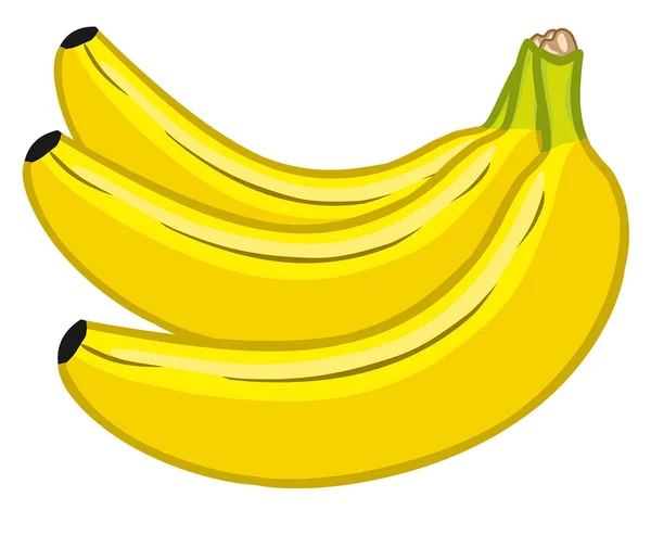 Vector Banana Bunch Banana Fruits Isolated White Background — Stock Vector
