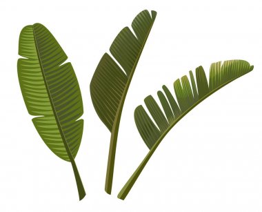 Tropikal muz üzerinde izole beyaz arka plan bırakır. Vektör çizim.