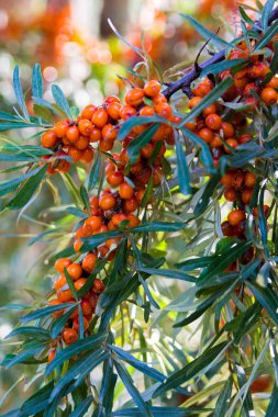 Deniz topalak çilek dal yeşil yaprakları ile