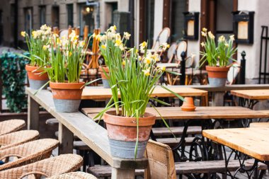 çiçek açan nergis kil kaplarda vardır