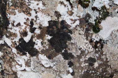 Arka plan taş yosun deseni